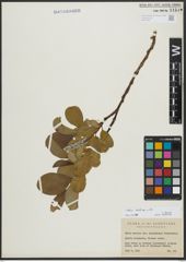 Foto von Salix arctica Pall.